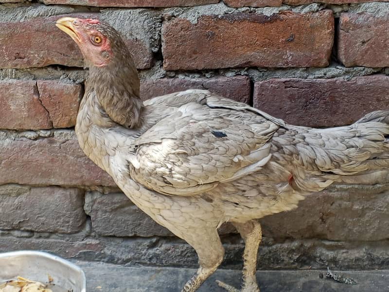hens2. 0