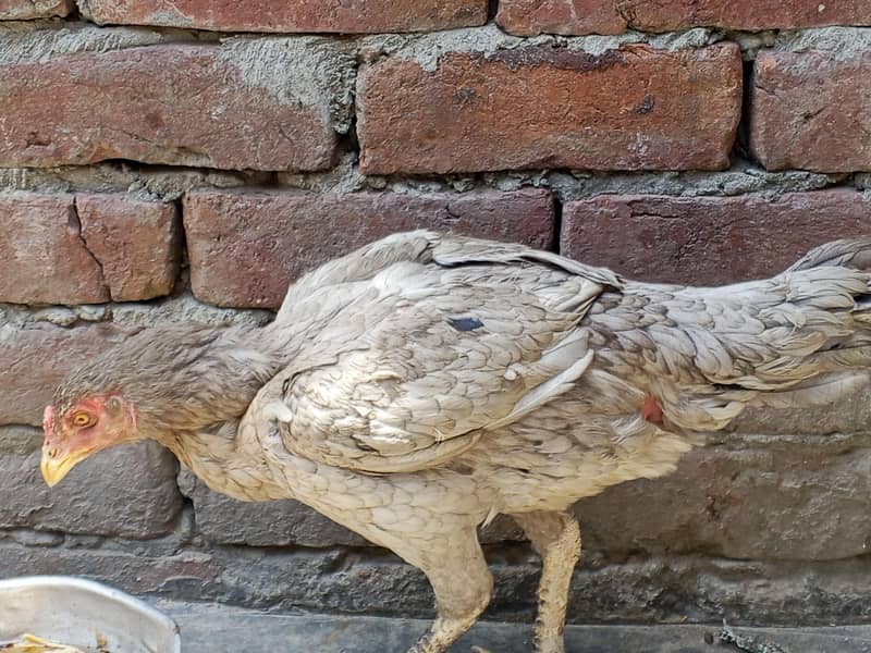 hens2. 1