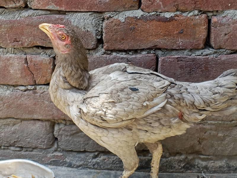 hens2. 2