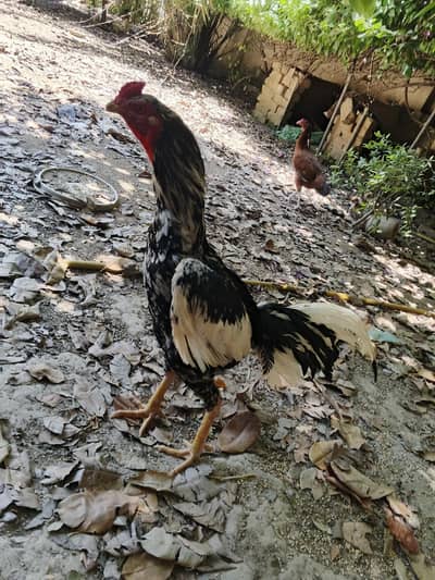 Aseel hens