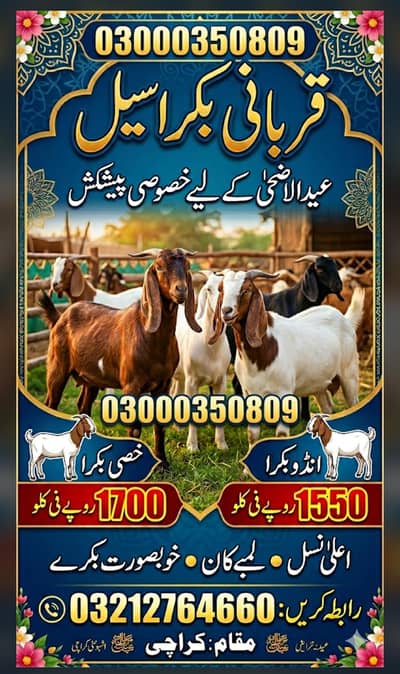 Qurbani Bakra Aalla Nasal  1550 per KG