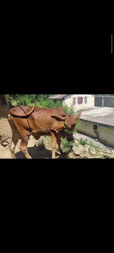 Saiwal Nasal ki cow