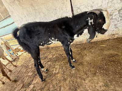 50 kg black and white