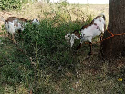 qurbani k 2bakry