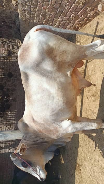 بچھڑا/بیل