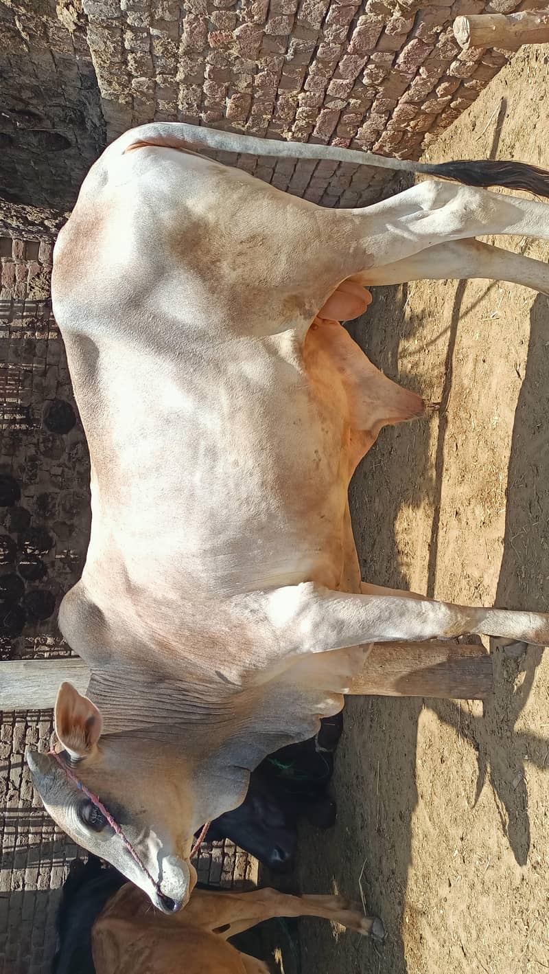 بچھڑا/بیل 1