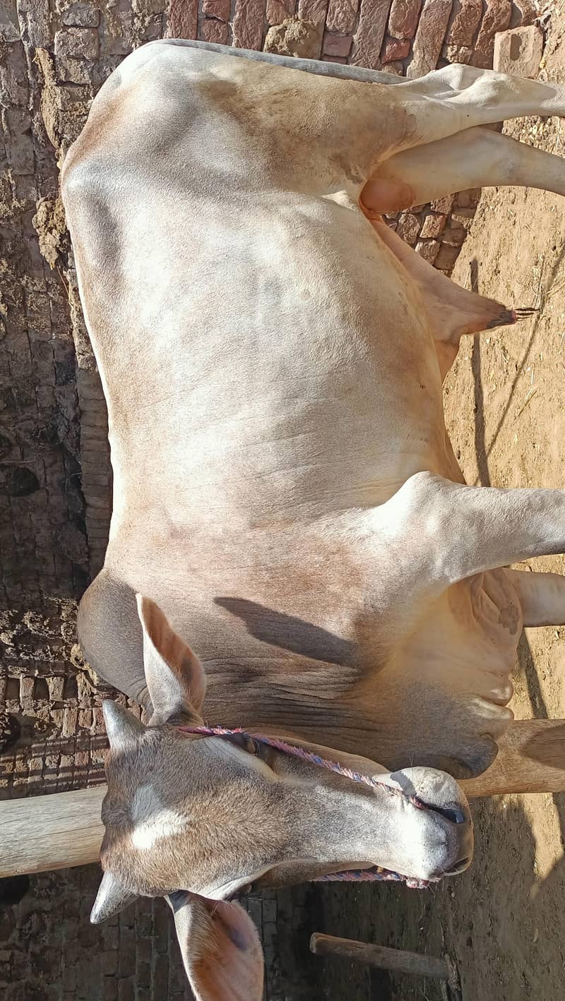 بچھڑا/بیل 2