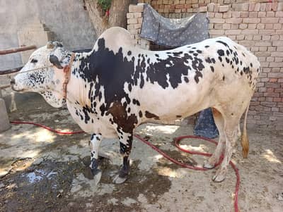 Eid Bull on Sale