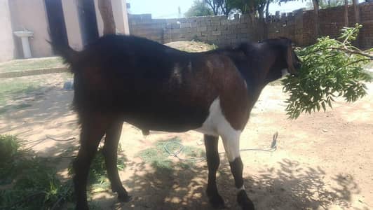 Qurbani gaot for sale, Bakra for sale, Eid UL azha Qurbani gaot for