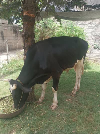 3 Hisa rah gai ha Hisa ka lia rabta kara