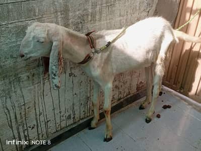 Bakra for Qurbani and path goat Bakra urgent sale