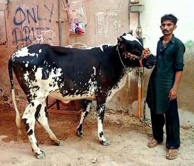 Hissa Cow Avaliable