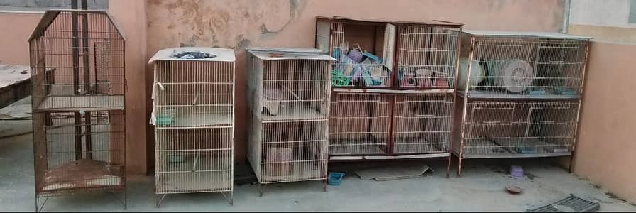 Birds Cage