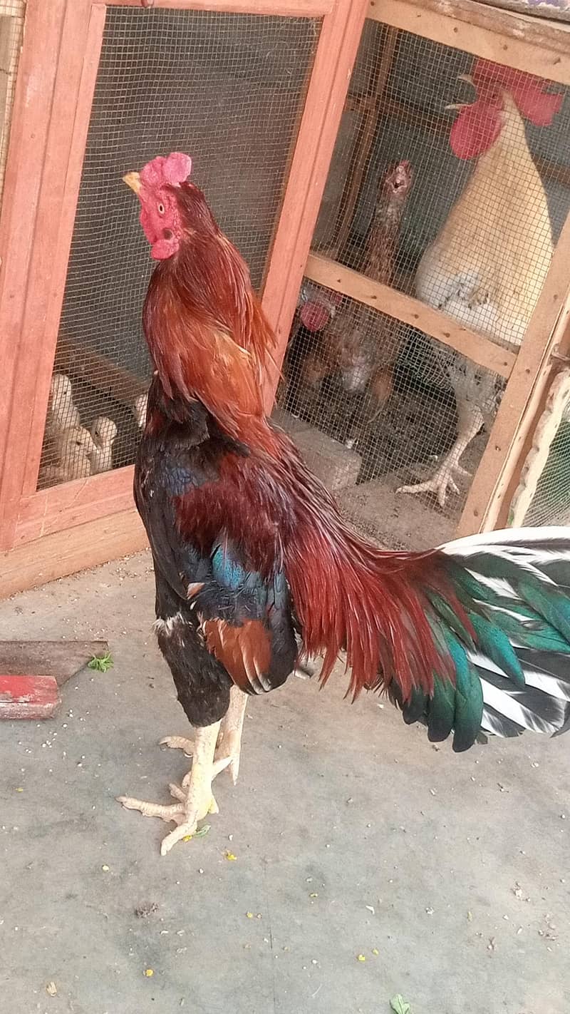 Aseel Rooster 3