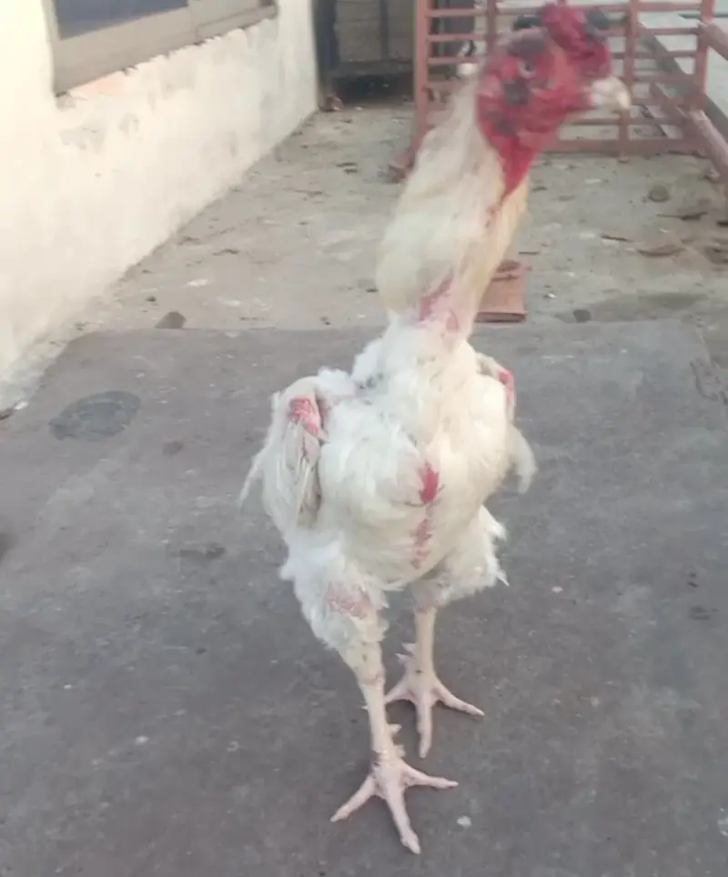 Heera Aseel Eid Offer — photo 6