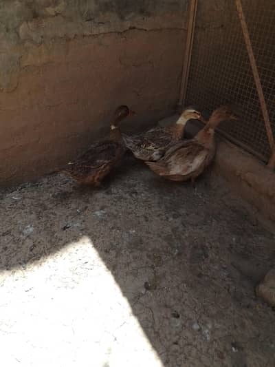 Desi Ducks for sale