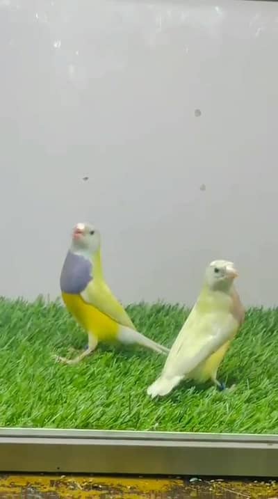 Goldian split blue pair