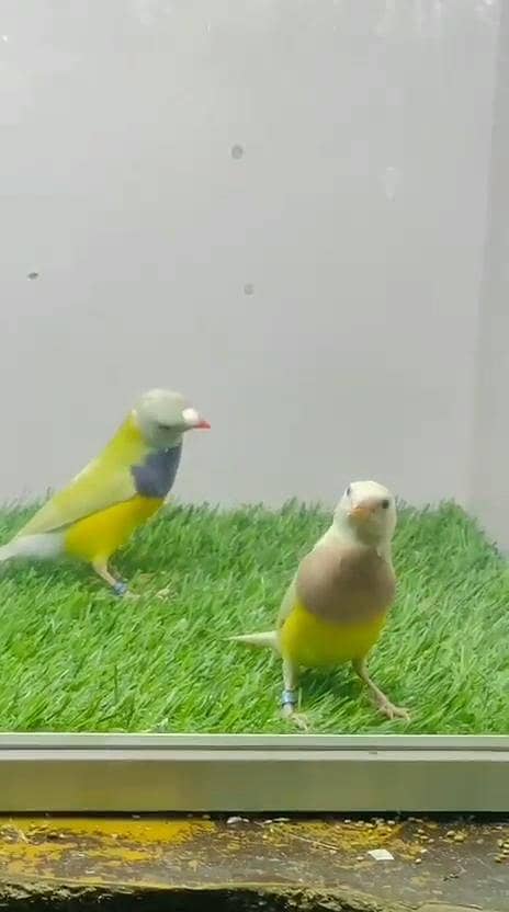Goldian split blue pair 1