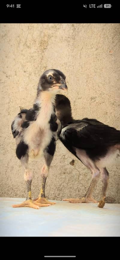 burmi pakoye thai chicks