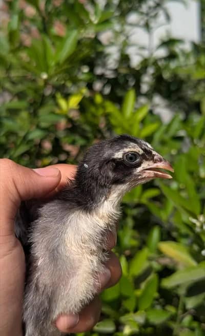 burmi pakoye thai chicks