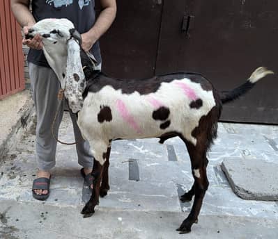 Bakra for sale