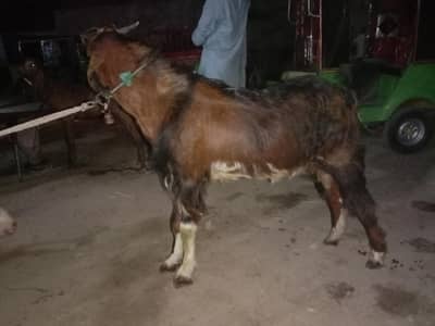 Desi heavy weight bakra