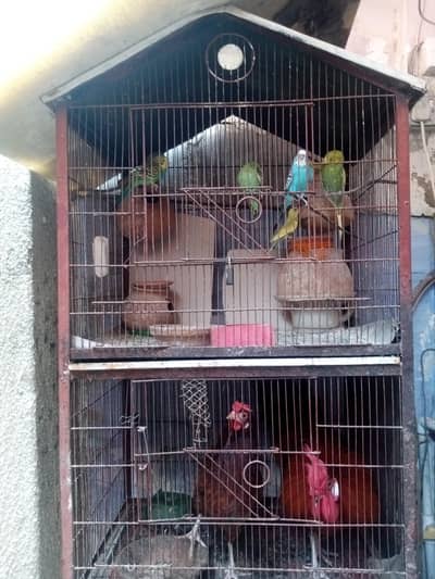 full setup sale with cage