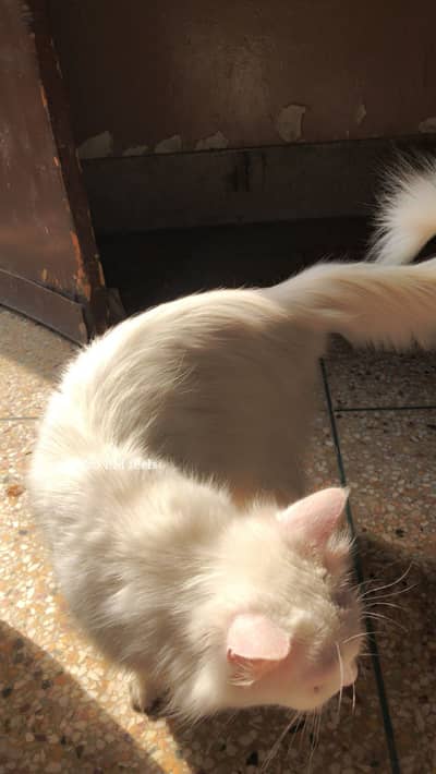 Whiteish Persian Cat Female - Healthy & Well Mannered
