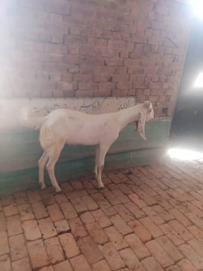 Beautiful 2 Bakray for sale, گھر کے پالے ہوۓ دیسی بکرے۔