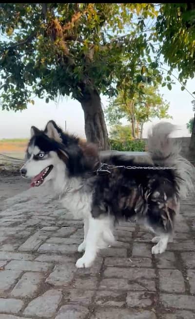 siberian husky