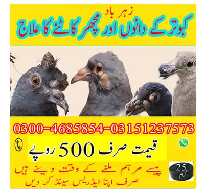 pigeon healthy
