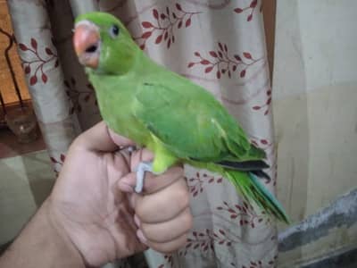 Green parrot covered and self chick for sale and love birds