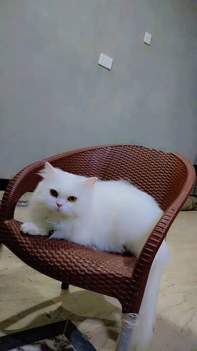 Pair of White Persian cats for sale