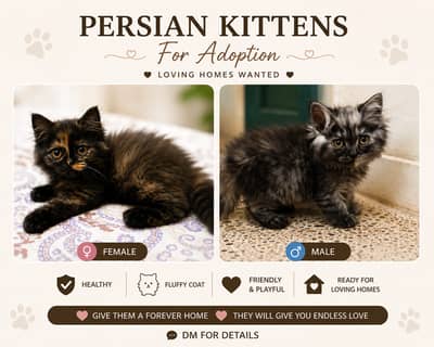 2 Cute Kittens Available for Adoption