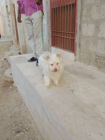 White Pomeranian Dog for Sale – Friendly & Active
