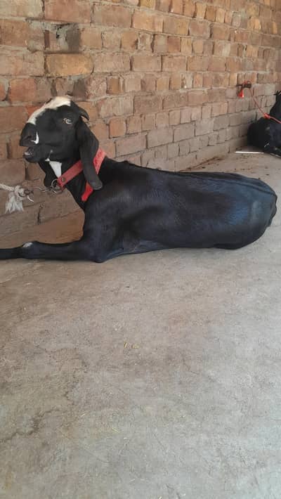 2 desi Bakra for sale