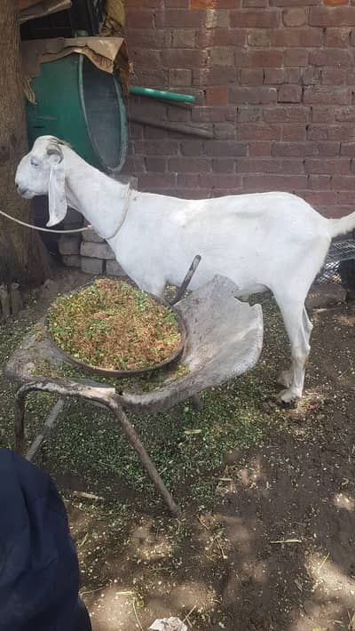 Bakra White Donda Khassi goat qurbani