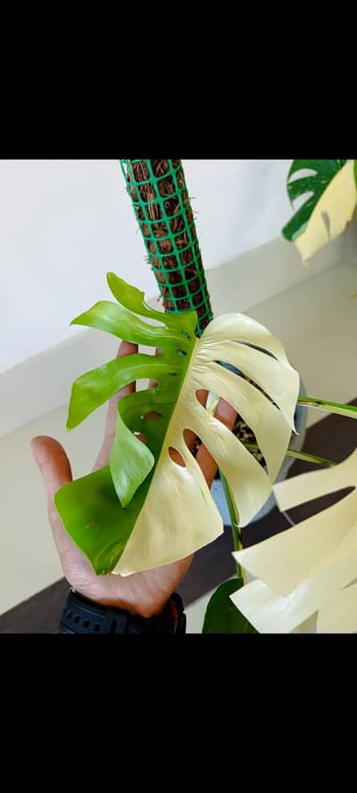 monstera albo and Thai constellation