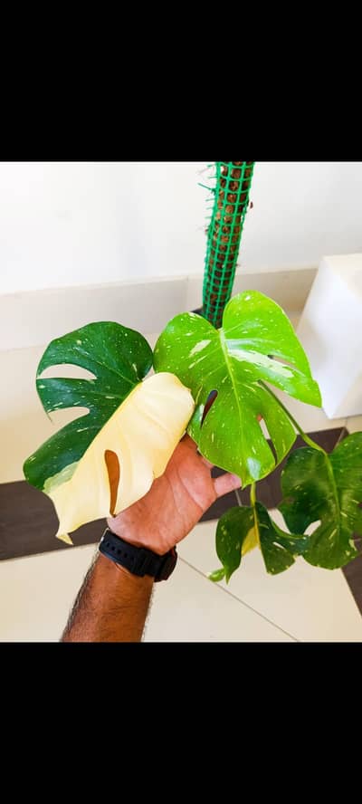 monstera Thai constellation