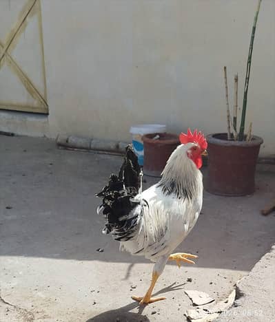 Young 6 to 7 months age 03 Murghe for SALE 14 number feed