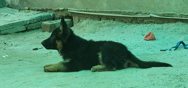 long court German shepherd 0305 7997 200