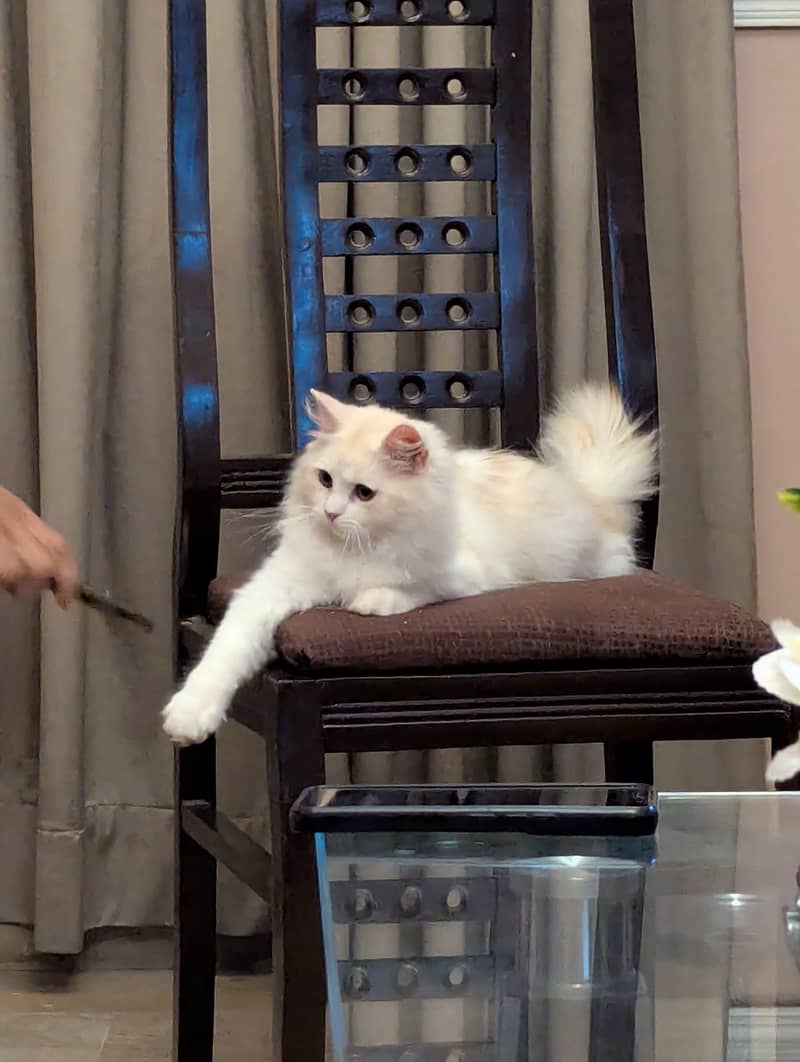 friendly cat 0