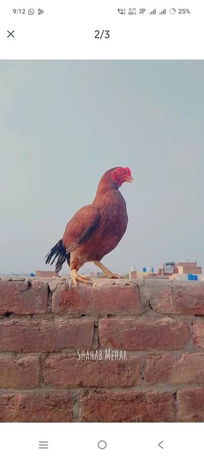 aseel hen for sale and exchange with any mobile or birds