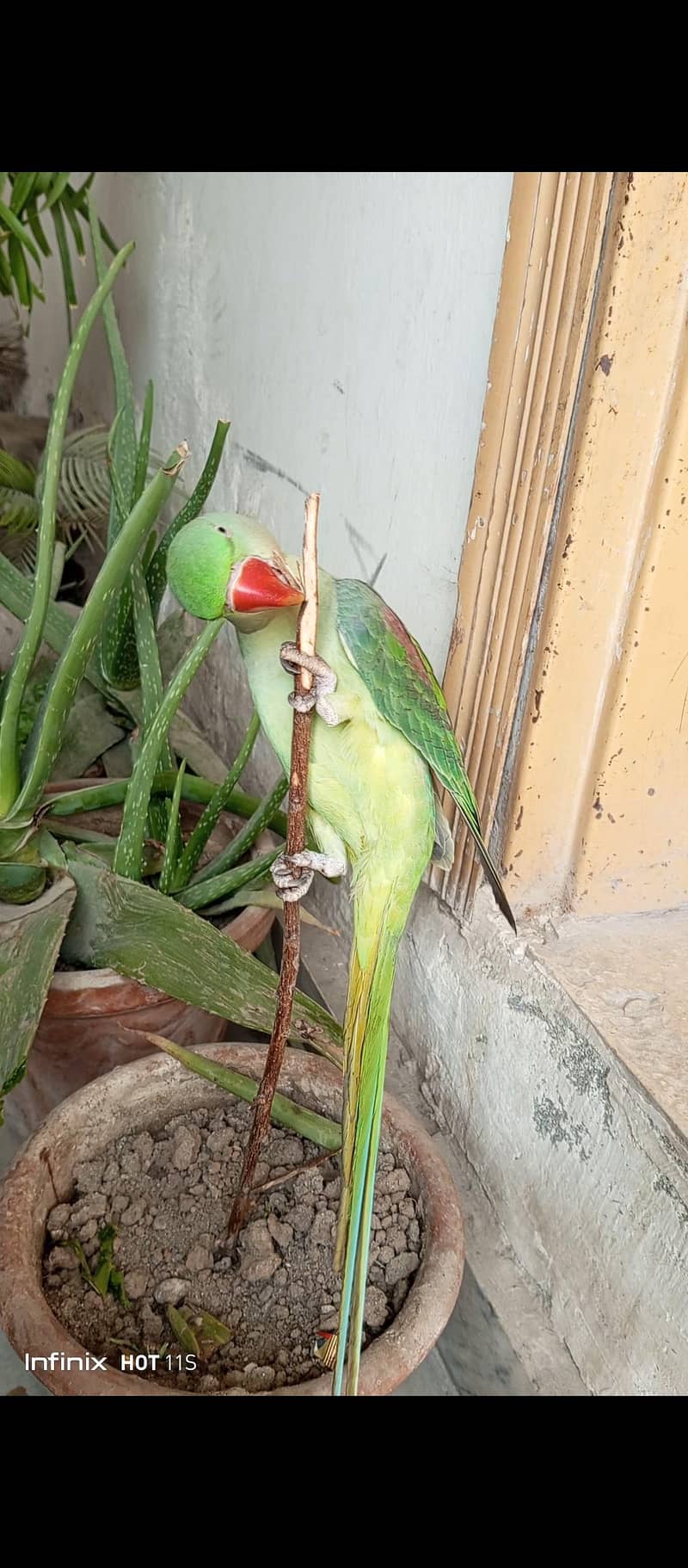 Raw parrot 0