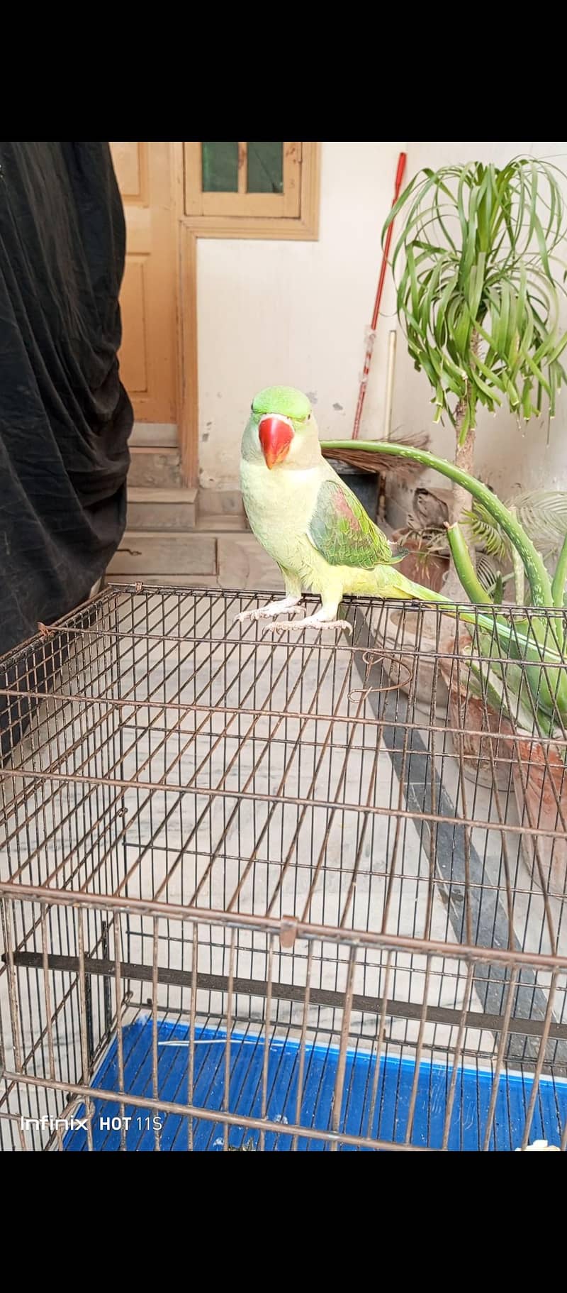 Raw parrot 1