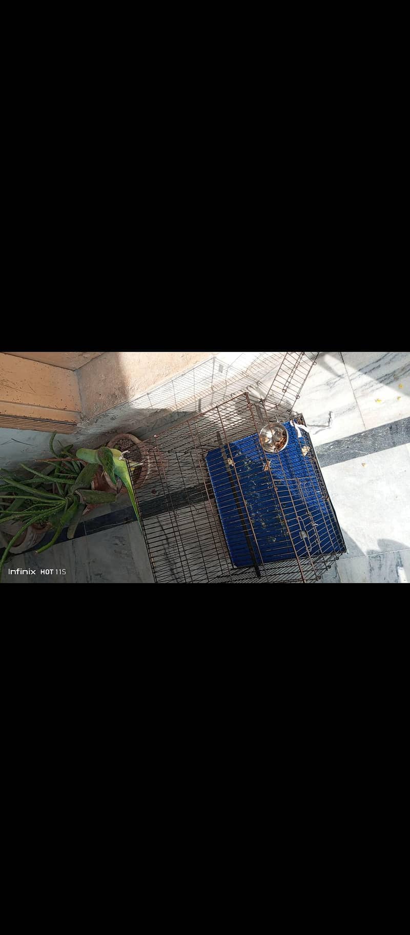 Raw parrot 2