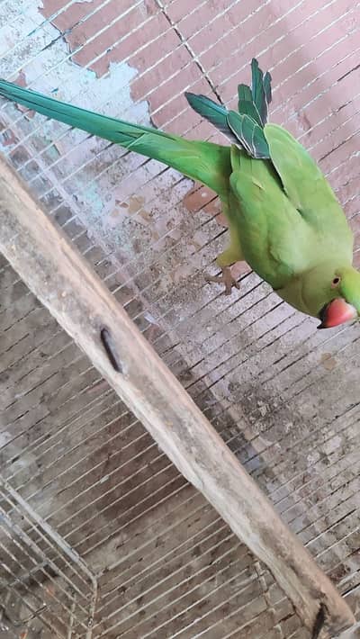 Sindhi parrot