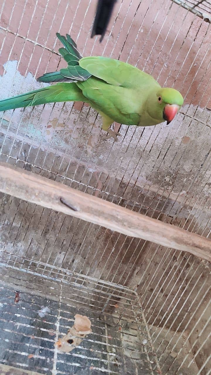 Sindhi parrot 1