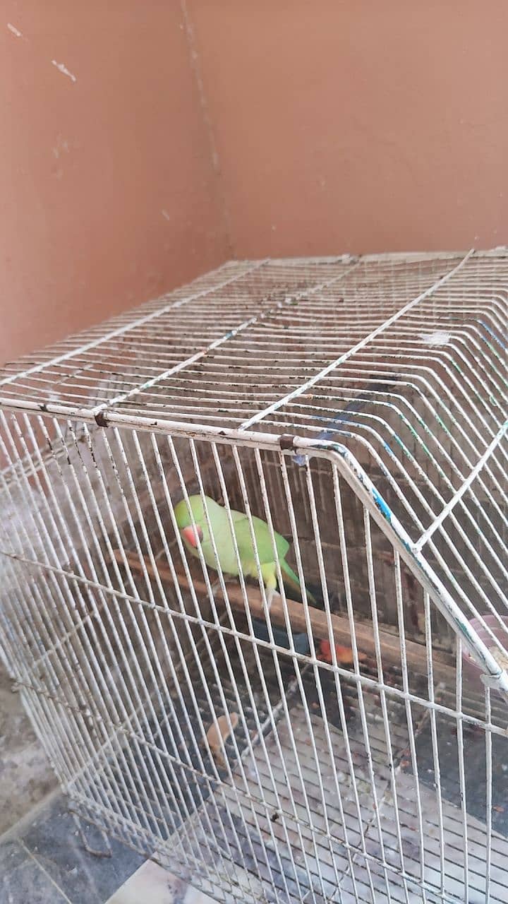 Sindhi parrot 2