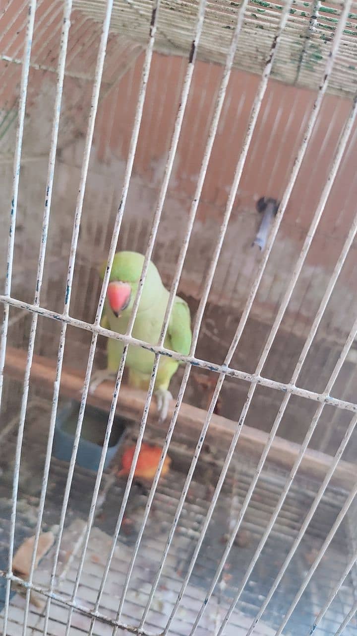 Sindhi parrot 3